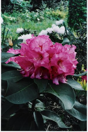 Anna x Marinus Koster